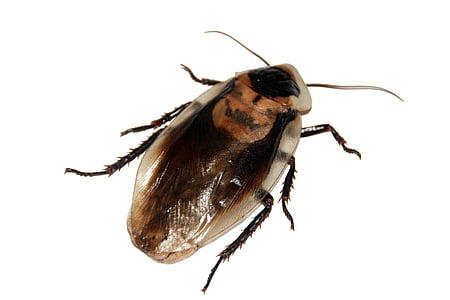 brown cockroach thumbnail