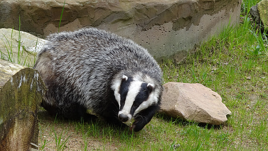 black and white animal sitting on green grasses beside grey rock during daytime thumbnail