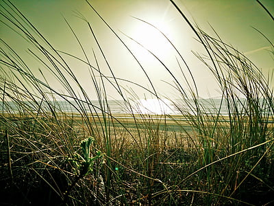 green grasses near sea at daytime thumbnail