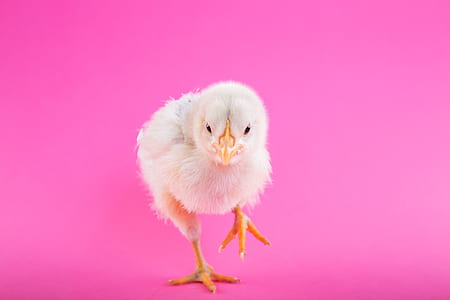 white chick in pink background thumbnail