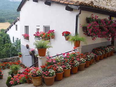 white concrete house surrounded by flower pots thumbnail