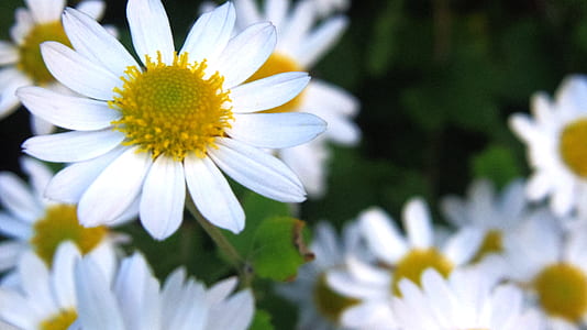 White and Yellow Flowers thumbnail