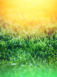 green grass field thumbnail