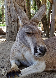 brown and white donkey near trees thumbnail