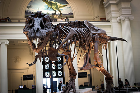tyrannosaurus rex skeleton thumbnail