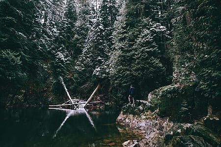 forest during daytime thumbnail