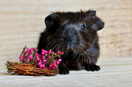 black and brown hamster and flowers on brown wooden surface thumbnail