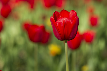 selective focus photography of red tulip flower thumbnail