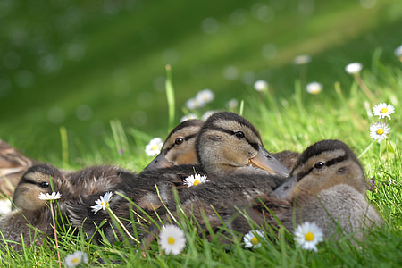 flocks of brown ducks thumbnail