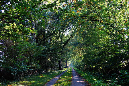 road in between trees thumbnail