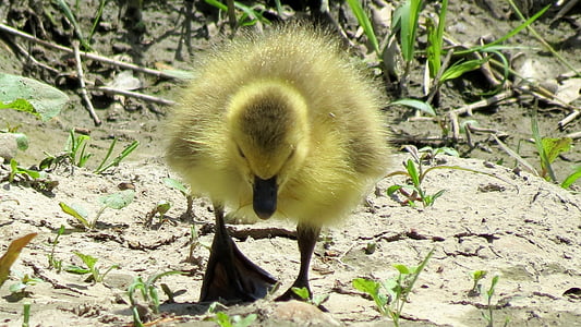 photo of duckling looking for food thumbnail