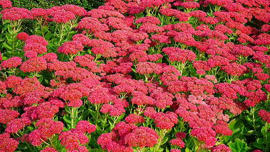 nature, flowers, garden, petals thumbnail
