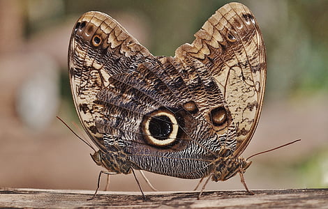 two brown-and-black butterflies thumbnail