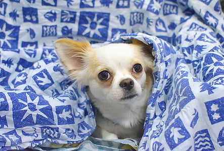 adult white and brown Chihuahua covered with white and blue blanket thumbnail