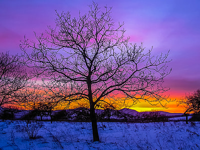 silhouette of tree under golden hour background thumbnail