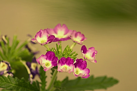 Verbena, Ornamental Flower thumbnail