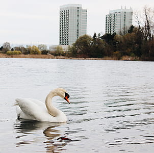 white swan on grey body of water near high rise building during daytime thumbnail