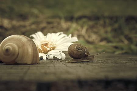 flower, snail, macro, spiral thumbnail