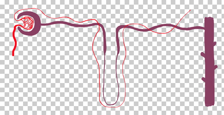 30 Label The Nephron Diagram - Labels Database 2020