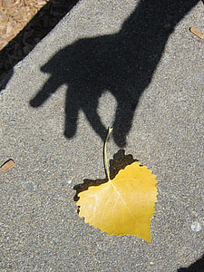 yellow leaf on floor trying to pick up by persons hand shadow photography thumbnail