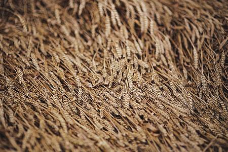 Golden grain thumbnail