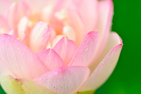 macro photography of white and pink petaled bloomed rose with water dew thumbnail
