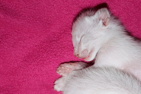 white kitten on red cloth thumbnail
