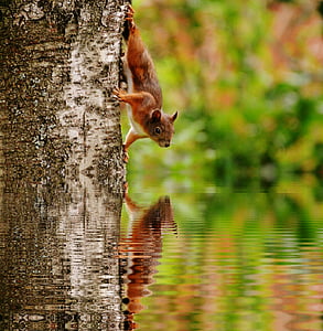 shallow focus photography of red squirrel on tree looking into water thumbnail