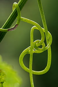 brown moth caterpillar on stem thumbnail