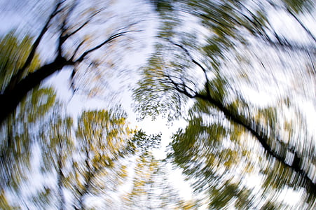 worm'seye view photography of trees thumbnail