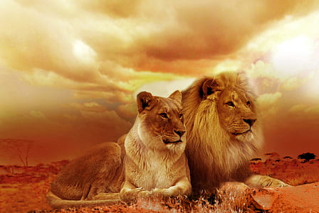 lion and lioness sepia photo thumbnail