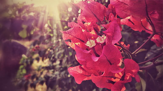 closeup photography of blooming pink bougainvillea flowers thumbnail