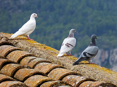 three pigeons perched on roof thumbnail