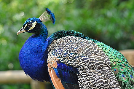 selective photography of peafowl thumbnail