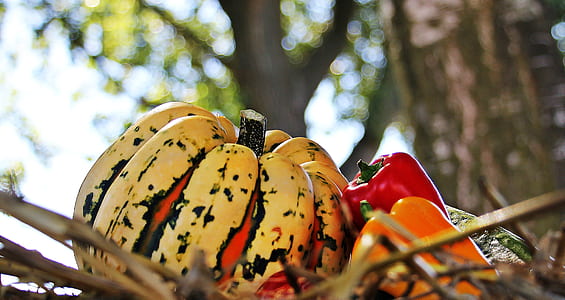 white and red pumpkin near two red and orange bell peppers thumbnail