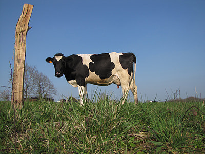 white and black cow standing on grass thumbnail