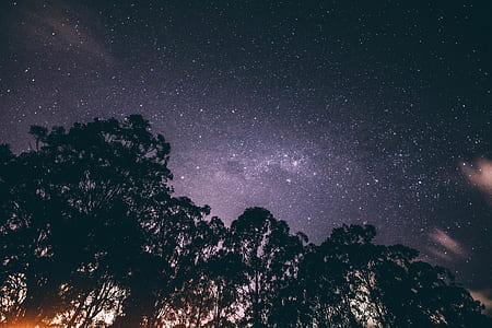 silhouette of trees during night thumbnail