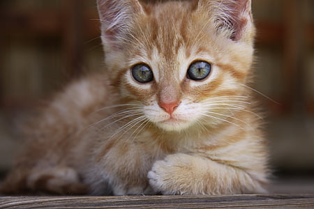 brown tabby kitten in tilt shift lens shot thumbnail