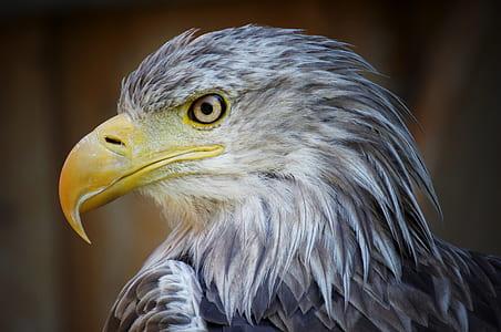 selective focus photo of bald eagle head thumbnail