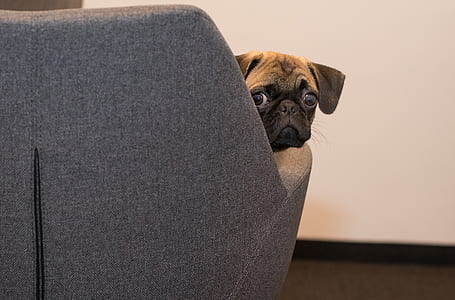 Pug on brown fabric seat thumbnail