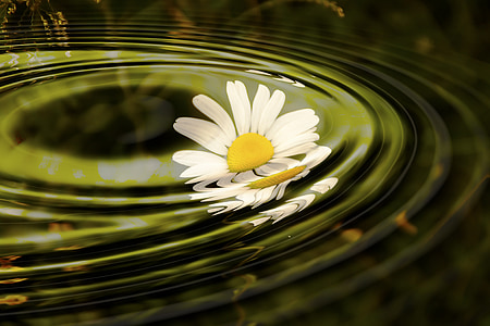 white daisy flower dropped on calm body of water thumbnail