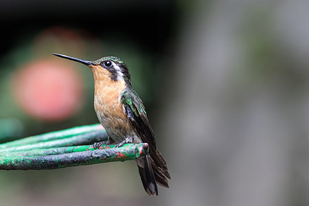 selective focus photography of black and brown long-peaked bird thumbnail