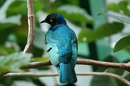 close-up photography black-headed blue bird thumbnail