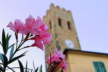 close-up photography of pink petaled flowers near concrete building at daytime thumbnail