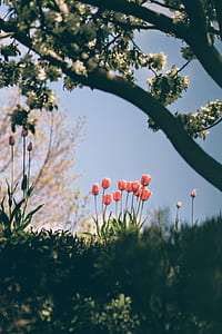pink petaled tulip field near tree under clear blue sky thumbnail