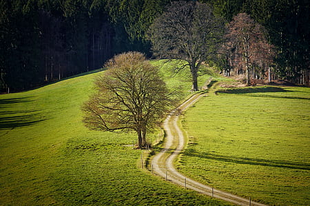 green leafed trees and grasses during daytime thumbnail