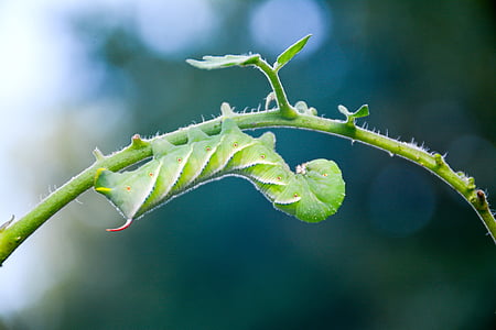 shallow focus photography of tobacco hornwormcaterpillar thumbnail