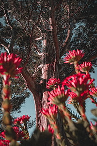 green leafed tree thumbnail