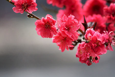 selective focus photography of red petaled flowers thumbnail