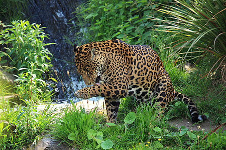 brown leopard on green grass near body of water thumbnail